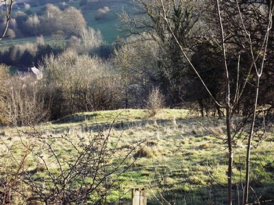 Photographs Of Rose Rakes