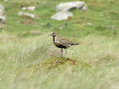 Golden Plover
