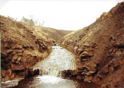 Photographs Of Sedling