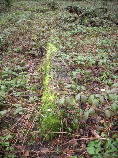 Timber joist