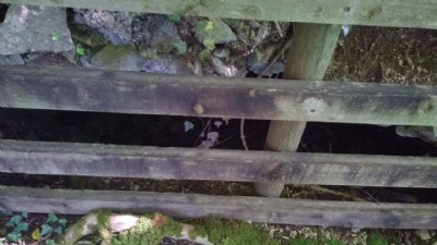Photographs Of Silver Eye