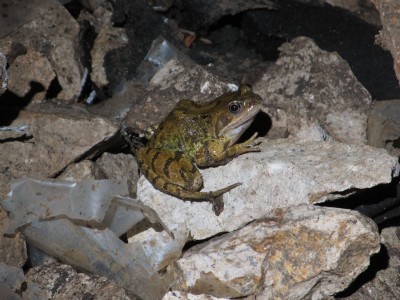 Frog at bottoom of 250' engine shaft.