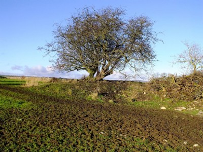 Unnamed Shaft