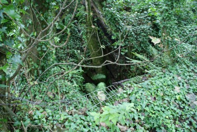 Photographs Of Trevarno