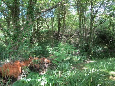 Photographs Of Trevelyan East