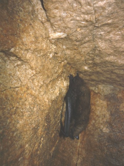 Sleeping bat,