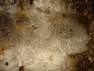 puddle of pearls/ calcification in Thumper sitch
