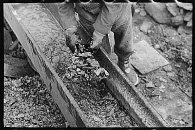Gold miner working in sluice box,
